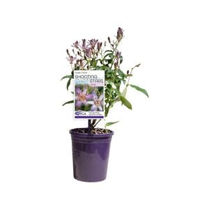 140mm Shooting Stars Pink - Tricyrtis formosiana Pink Freckles