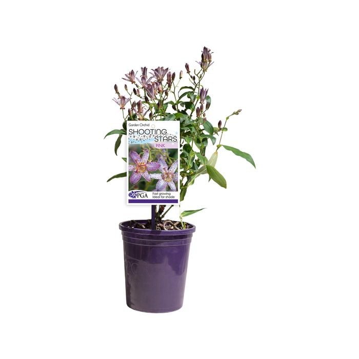140mm Shooting Stars Pink - Tricyrtis formosiana Pink Freckles