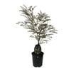 190mm Grevillea Robin Hood - Grevillea hookeriana