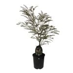 190mm Grevillea Robin Hood - Grevillea hookeriana