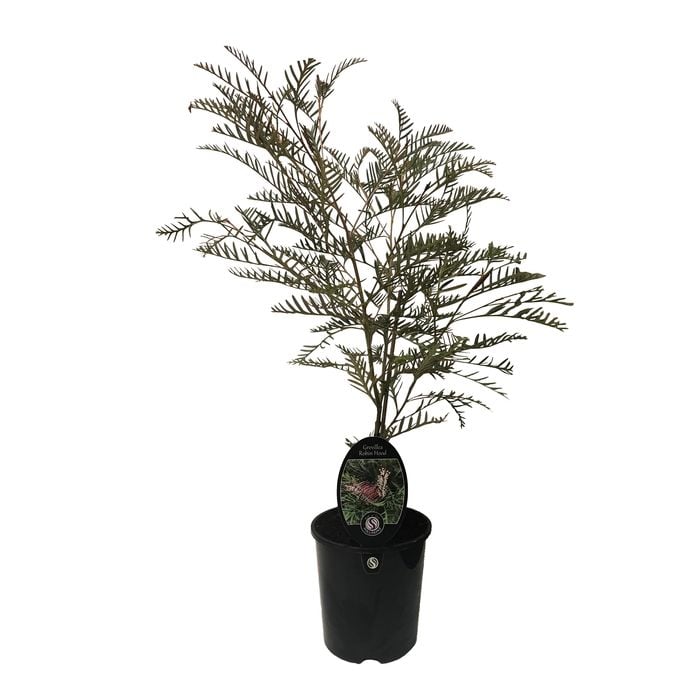 190mm Grevillea Robin Hood - Grevillea hookeriana