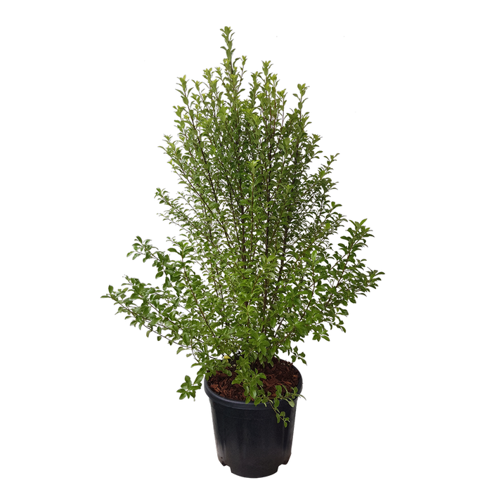 10L Pittosporum Jade - Pittosporum tenuifolium Jade