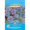 Mr Fothergill's Blue Rottnest Island Daisy Flower Seeds