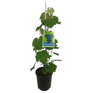 3L Grape Albany Surprise - Vitis species Albany Surprise - Incredible Edibles Range