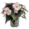 130mm Begonia Florencio - Begonia x hybrida