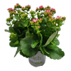 170mm Kalanchoe - Kalanchoe blossfeldiana