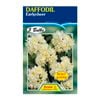 Daffodil Earlycheer - 5 Bulbs