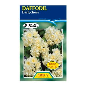 Daffodil Earlycheer - 5 Bulbs