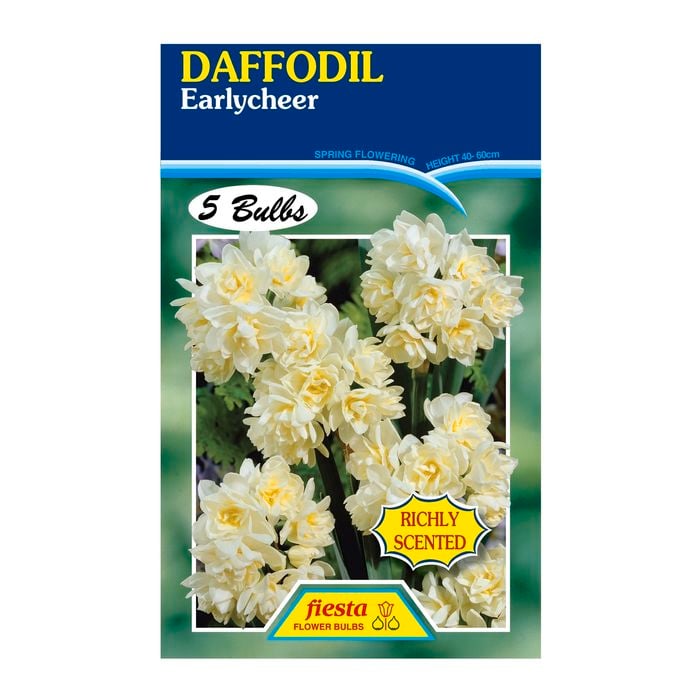 Daffodil Earlycheer - 5 Bulbs