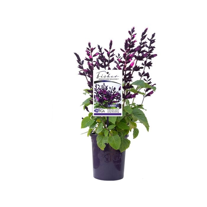 140mm Fisher Signature Salvia Lavish - Salvia