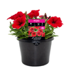 170mm Petunia Red - Petunia hybrida
