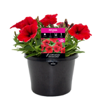 170mm Petunia Red - Petunia hybrida