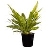 250mm Birds Nest Fern - Asplenium nidus