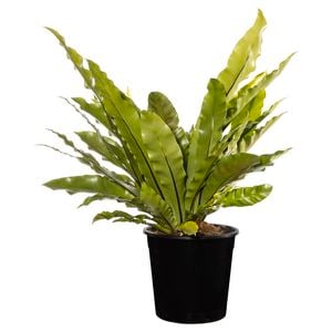 250mm Birds Nest Fern - Asplenium nidus