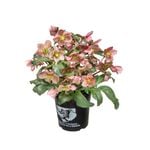 170mm Hellebore Angel Glow - Helleborus