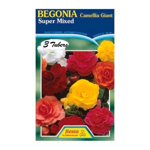 Fiesta Flower Bulbs Camellia Begonia Mixed - 3 Tubers