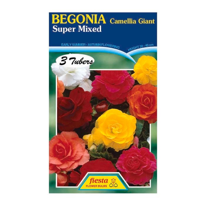 Fiesta Flower Bulbs Camellia Begonia Mixed - 3 Tubers
