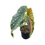 120mm Polka Dot Begonia - Begonia maculata
