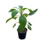 170mm Velvet Peperomia - Peperomia vestita PBR