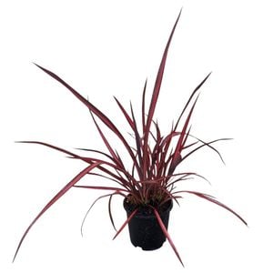 1.3L Rainbow Red Flax - Phormium tenax Rainbow Red