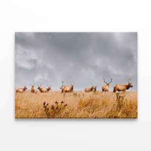 Wild Bull Elk in California  Print 100% Australian Made 75 x 50cm  (Stretched)