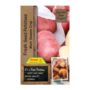 Fiesta Flower Bulbs Rascal Seed Potato - 10 Pack
