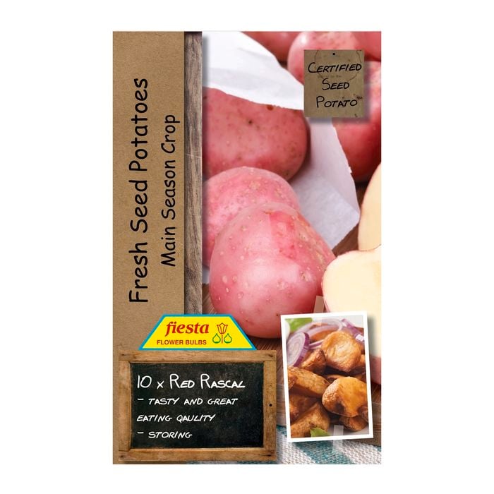 Fiesta Flower Bulbs Rascal Seed Potato - 10 Pack
