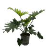 170mm Philodendron Hope - Thaumatophyllum bipinnatifidum