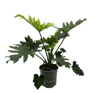 170mm Philodendron Hope - Thaumatophyllum bipinnatifidum
