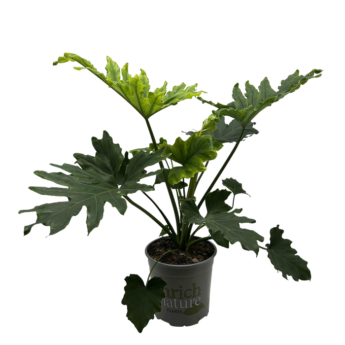 170mm Philodendron Hope - Thaumatophyllum bipinnatifidum