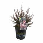 170mm Leptospermum nanum Huia