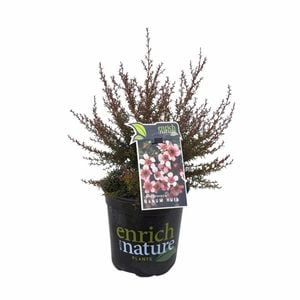 170mm Leptospermum nanum Huia