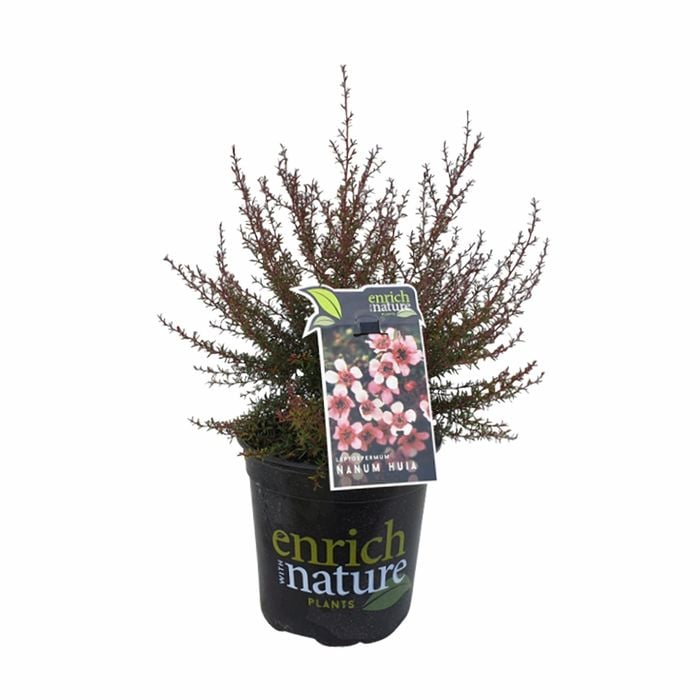 170mm Leptospermum nanum Huia