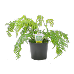 150mm Hen And Chicken Fern - Asplenium bulbiferum