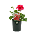 1.5L Red Splash - Geranium calliope