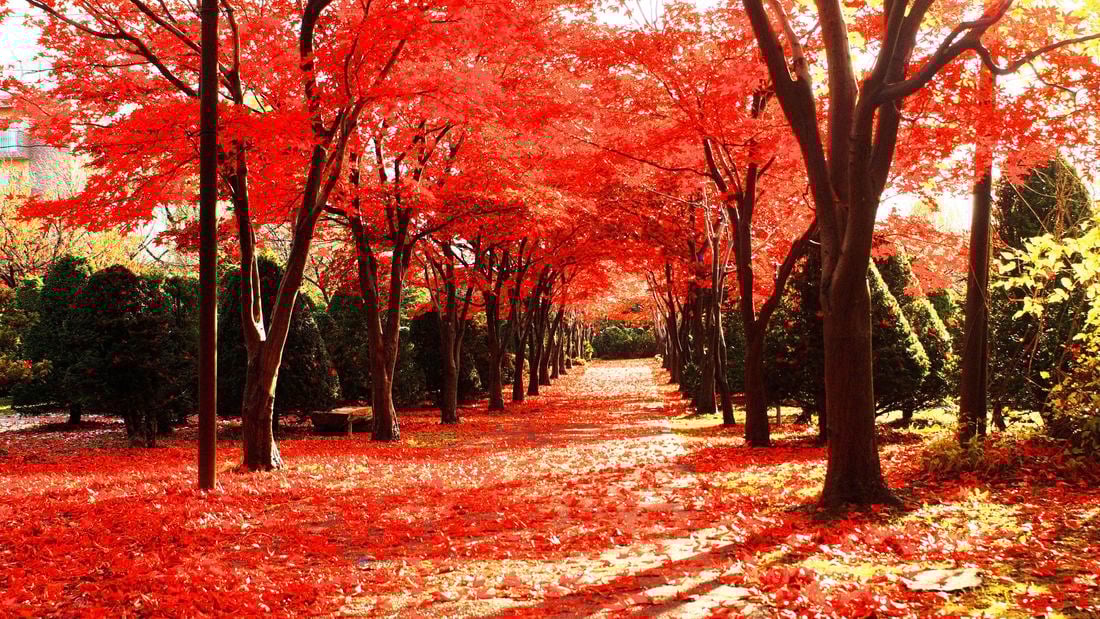 Japanese maples line a path in a park.