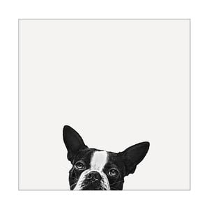 Artey | Loyalty - Stretched Canvas - Stretched Canvas - 64 x 64cm