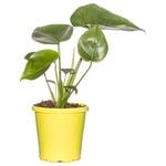 250mm Fruit Salad Plant - Monstera deliciosa
