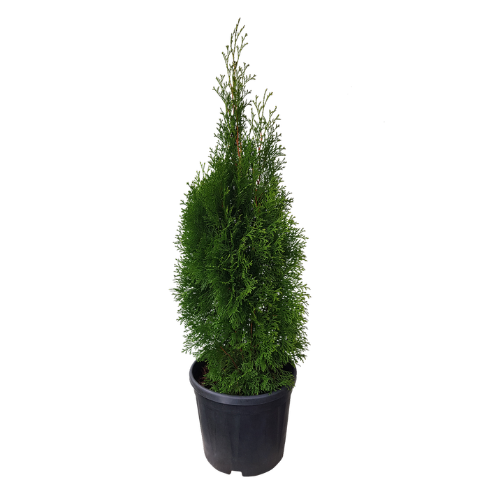 10L Emerald Cedar - Thuja occidentalis Smaragd