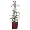 200mm Jasmine - Jasminum polyanthum