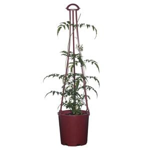 200mm Jasmine - Jasminum polyanthum