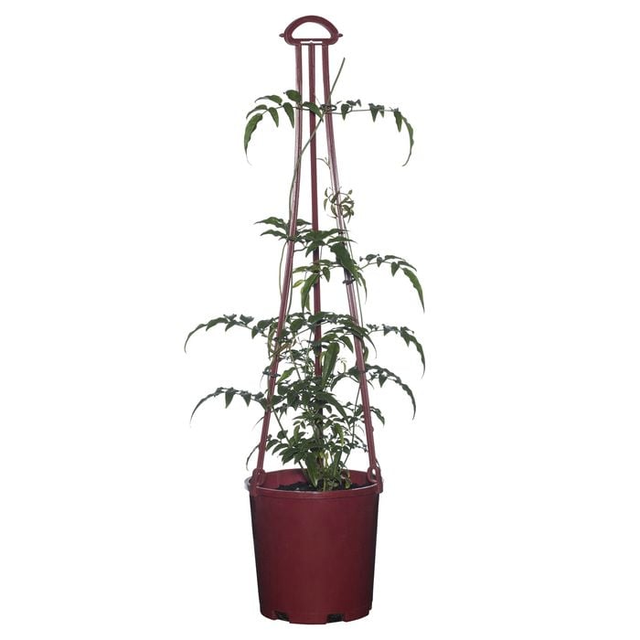 200mm Jasmine - Jasminum polyanthum