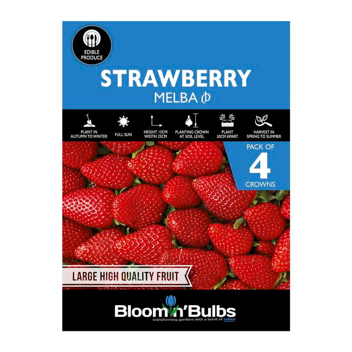 Bloomin' Bulbs Strawberry Melba - 4 Pack