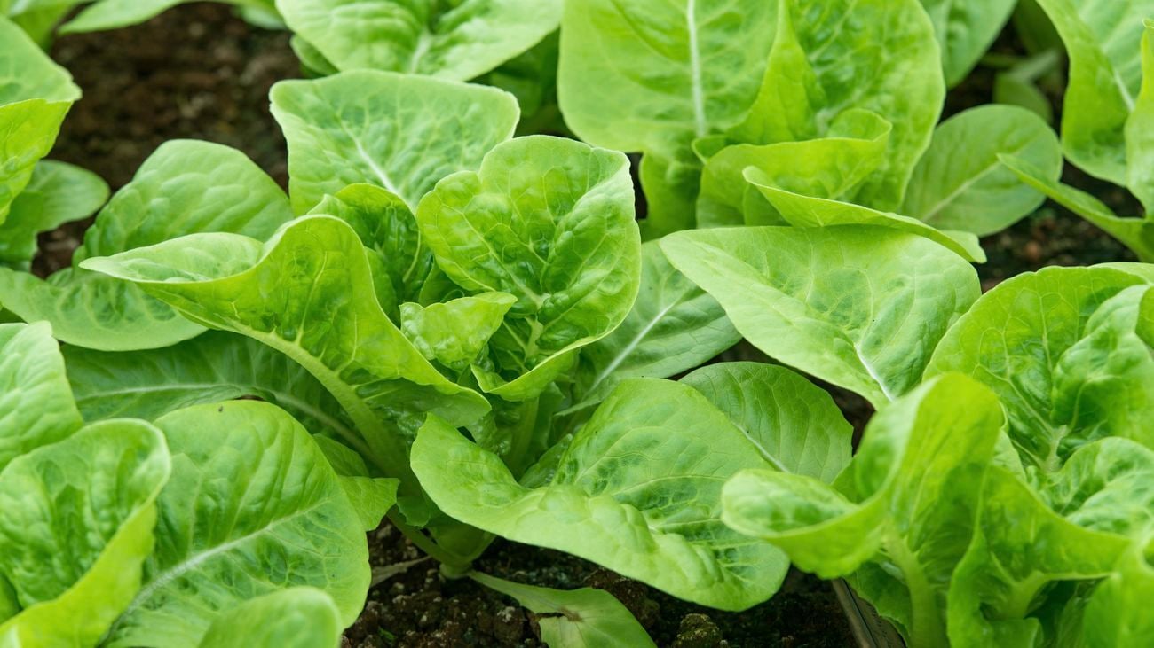 Fresh cos lettuce growing in a vegetable garden