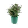 600mm Leptospermum Outrageous