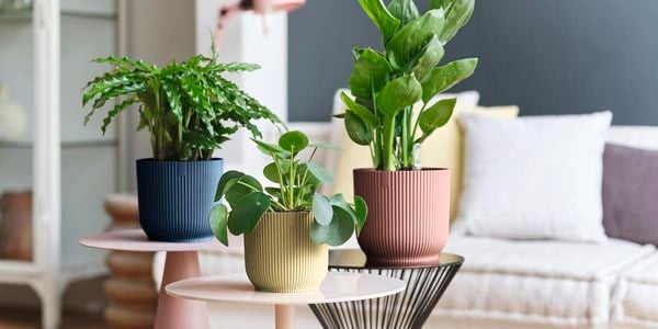 outdoor plants