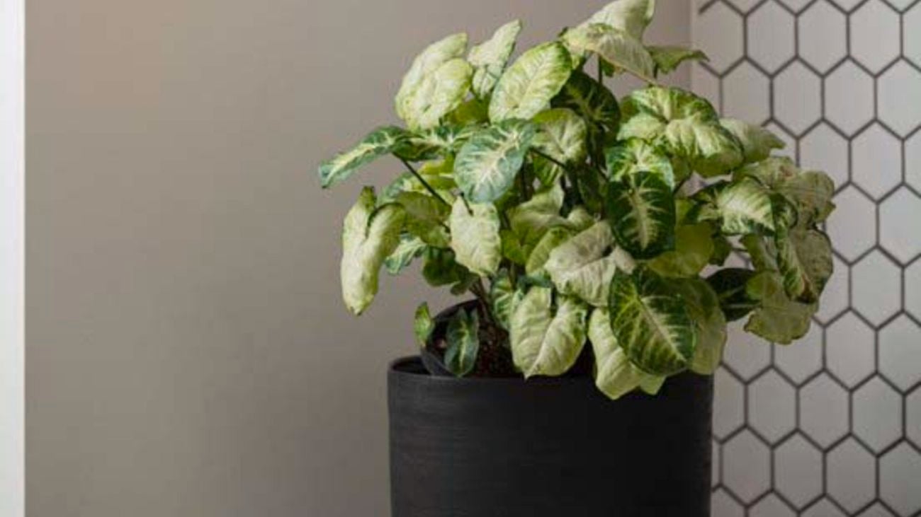 Syngonium plant in a black indoor pot on a benchtop
