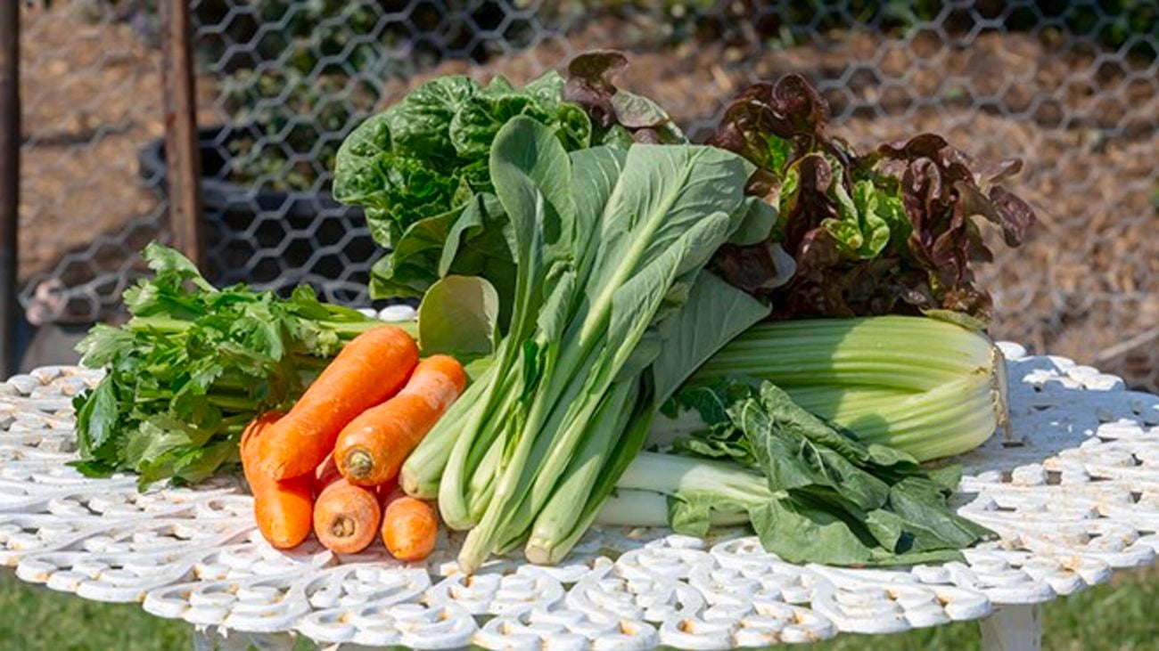 Harvested fruit and vegetables including celery, carrots and lettuce.