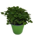 90mm Oregano - Origanum vulgare - Nudo Herbs