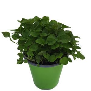 90mm Oregano - Origanum vulgare - Nudo Herbs